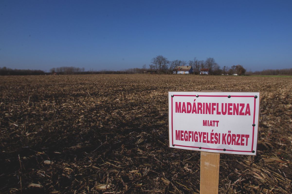 Két hajdú-bihari gazdaságban is felbukkant a madárinfluenza