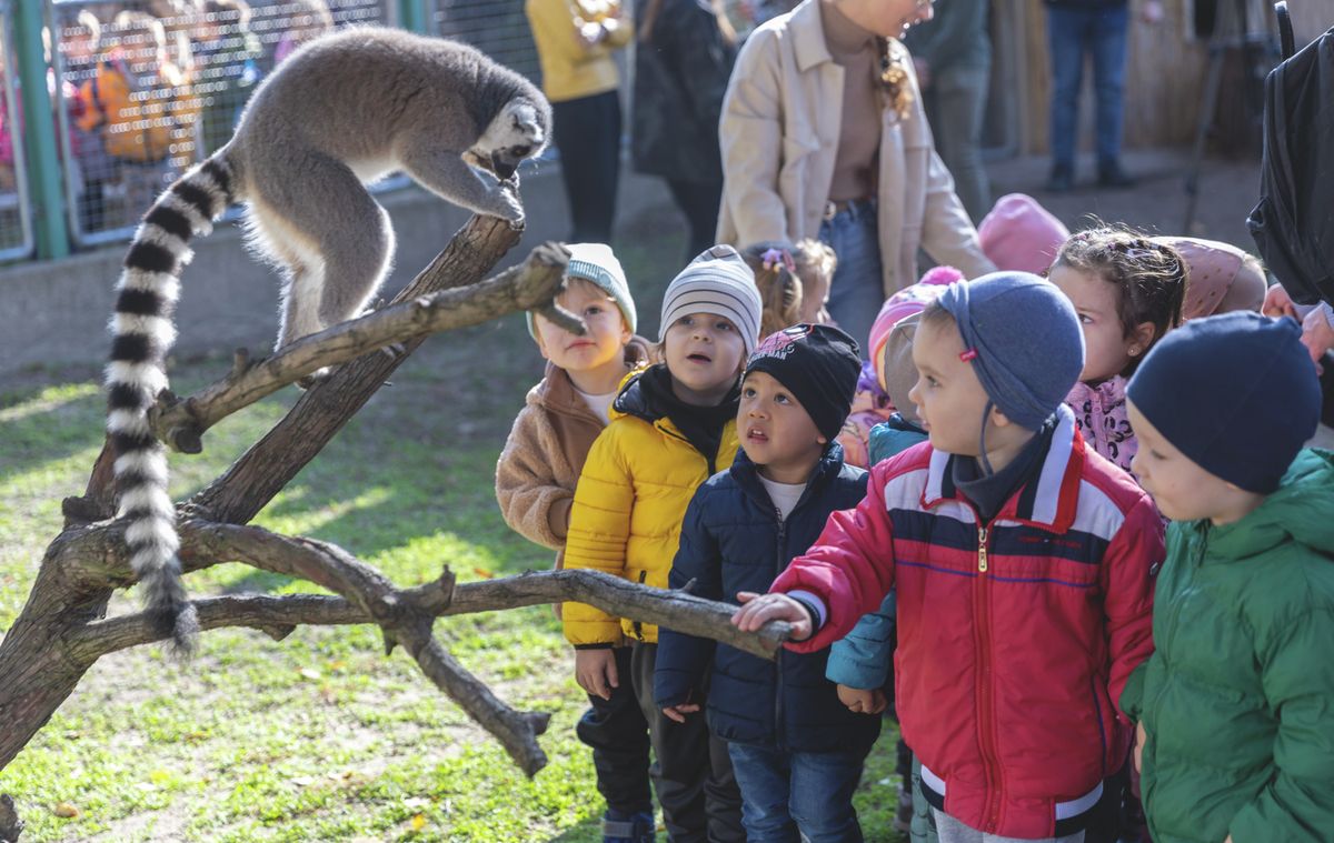 zoo debrecen, debreceni állatkert, nagyerdei óvoda, haon, debrecen