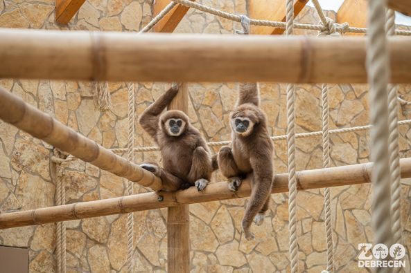 A gibbonok hamarosan társra leltek