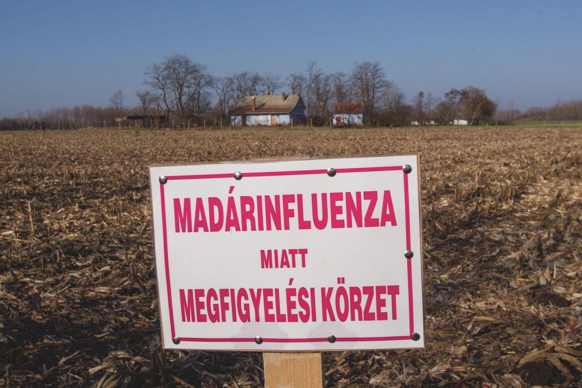 Madárinfluenza-vírussal fertőzött vadludakat találtak Hajdú-Biharban