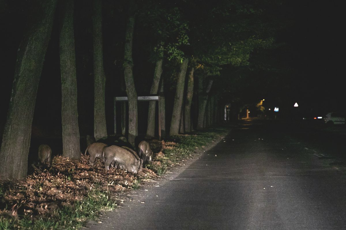 Vaddisznót gázolt egy személyautó Vámospércsnél