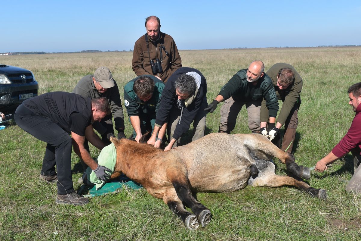 Vadlovakat szállítottak a Hortobágyról az Őrségbe