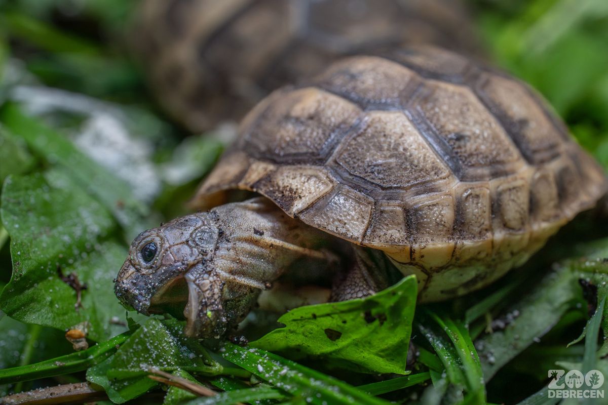 Ez az első alkalom, hogy sikeresen kikelt három utód a mór teknősöknél