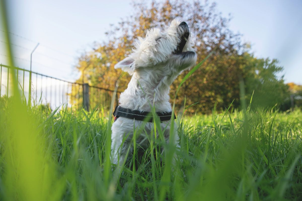 Chaoscar, westie, Oszkár kutya tiktok, Haon, Debrecen