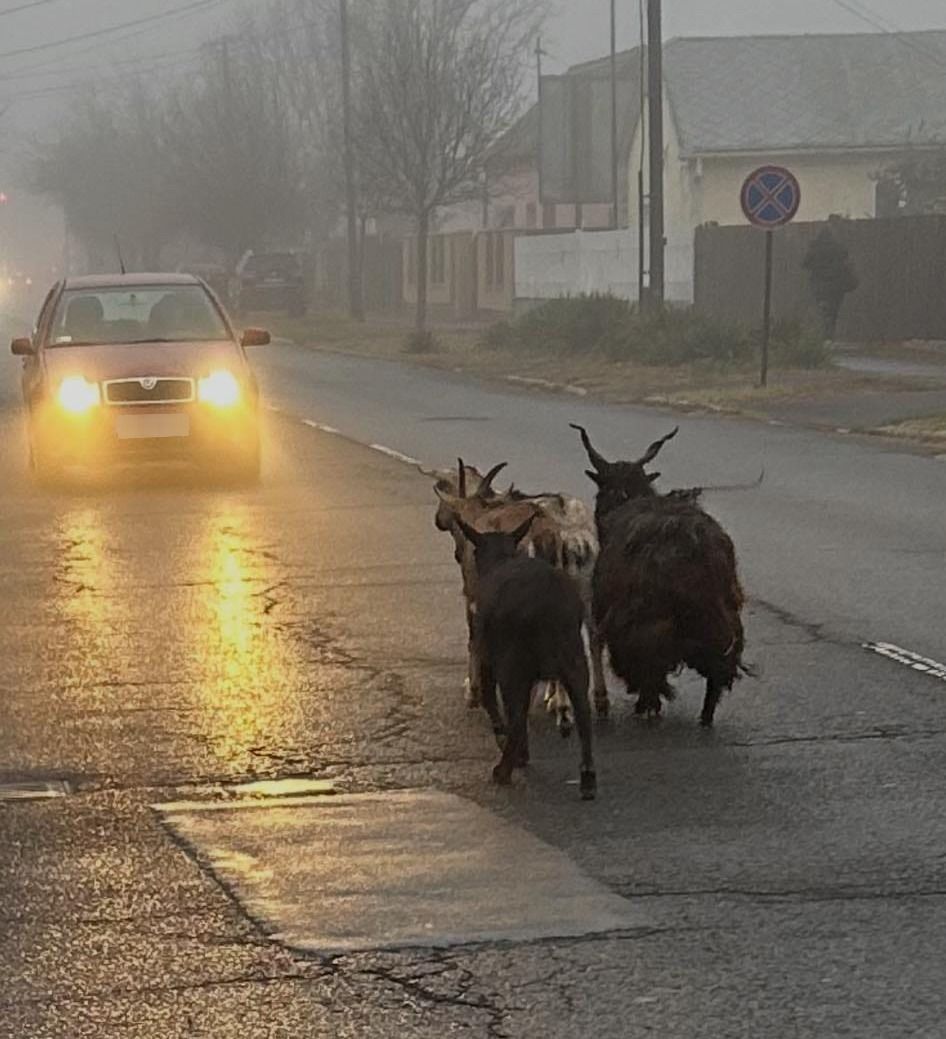 állatok debrecen monostorpályi út