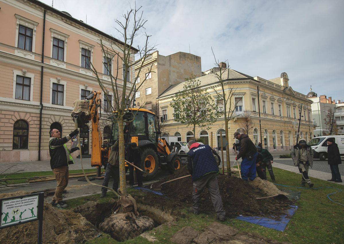 Faültetés a debreceni Dósa nádor téren. Ostorfák kerültek a kivágott fák helyére.