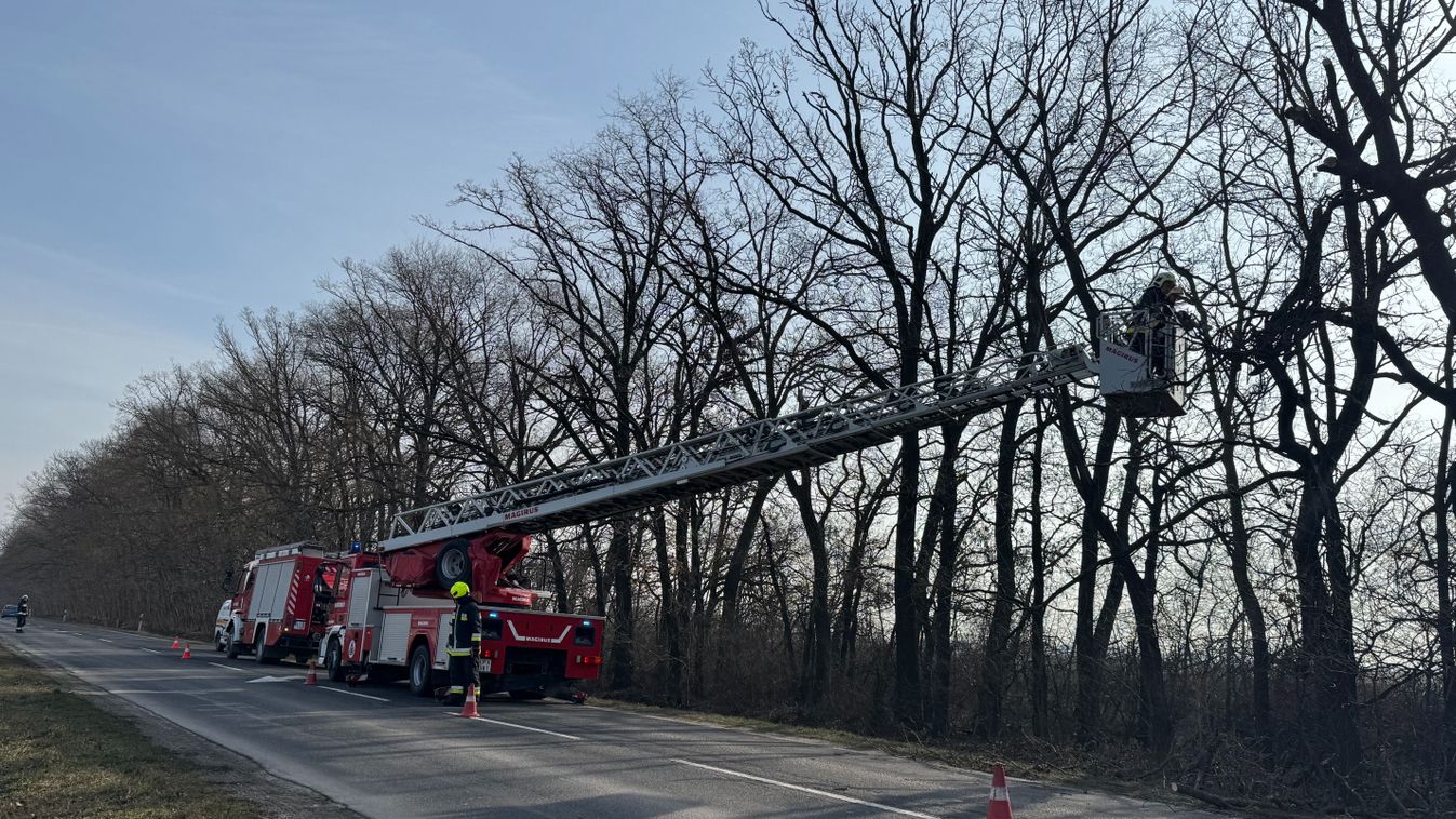 Kidőlt fa veszélyezteti a forgalmat Hajdúszoboszló határában - fotókkal, videóval