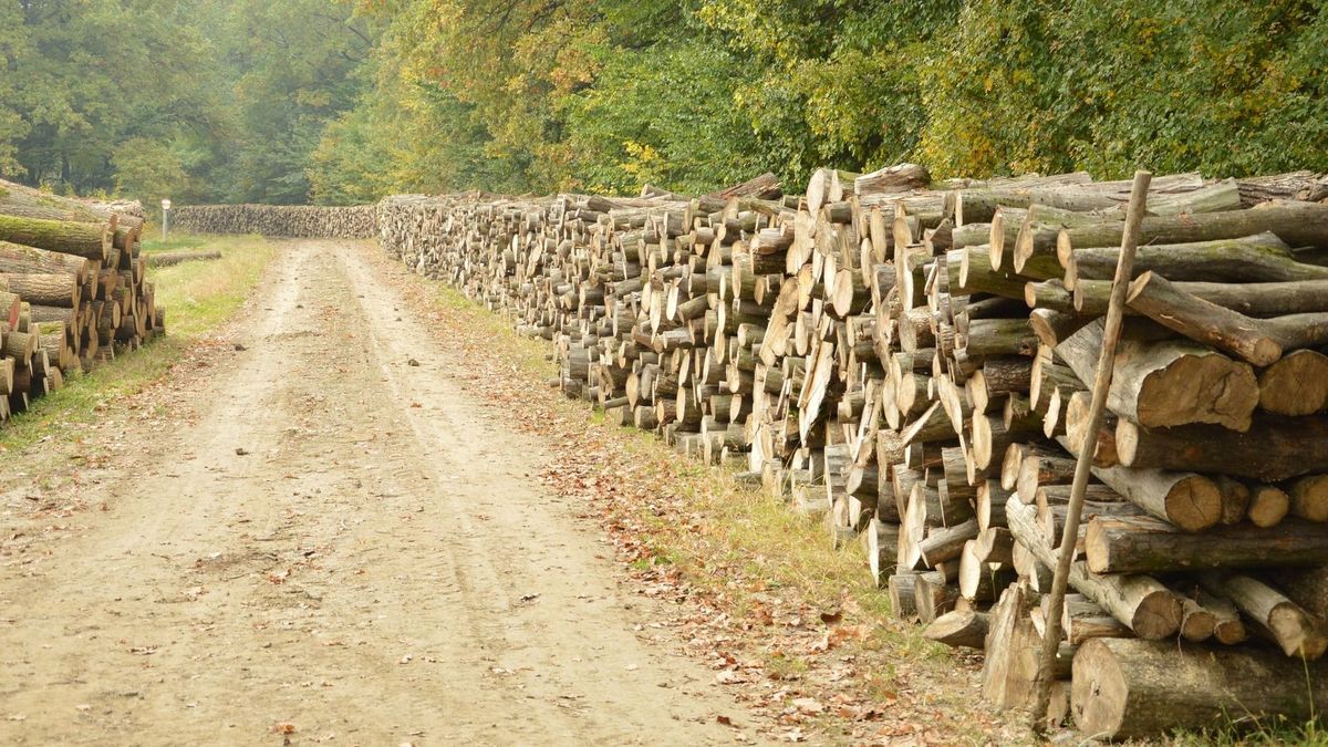 Szociális tűzifaprogram: közel 7 ezer köbmétert igényeltek Hajdú-Bihar vármegyében