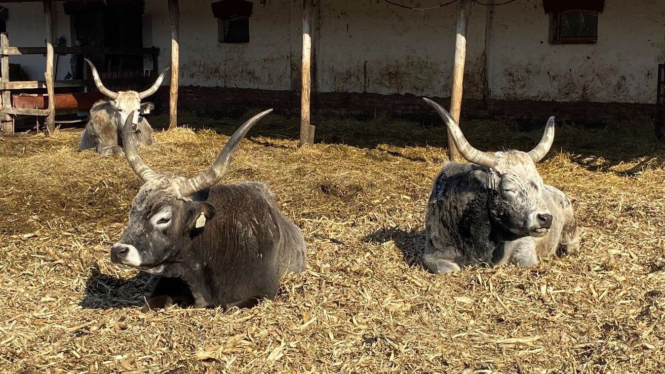 A Kendereskertben továbbra is fenntartják a látogatási tilalmat