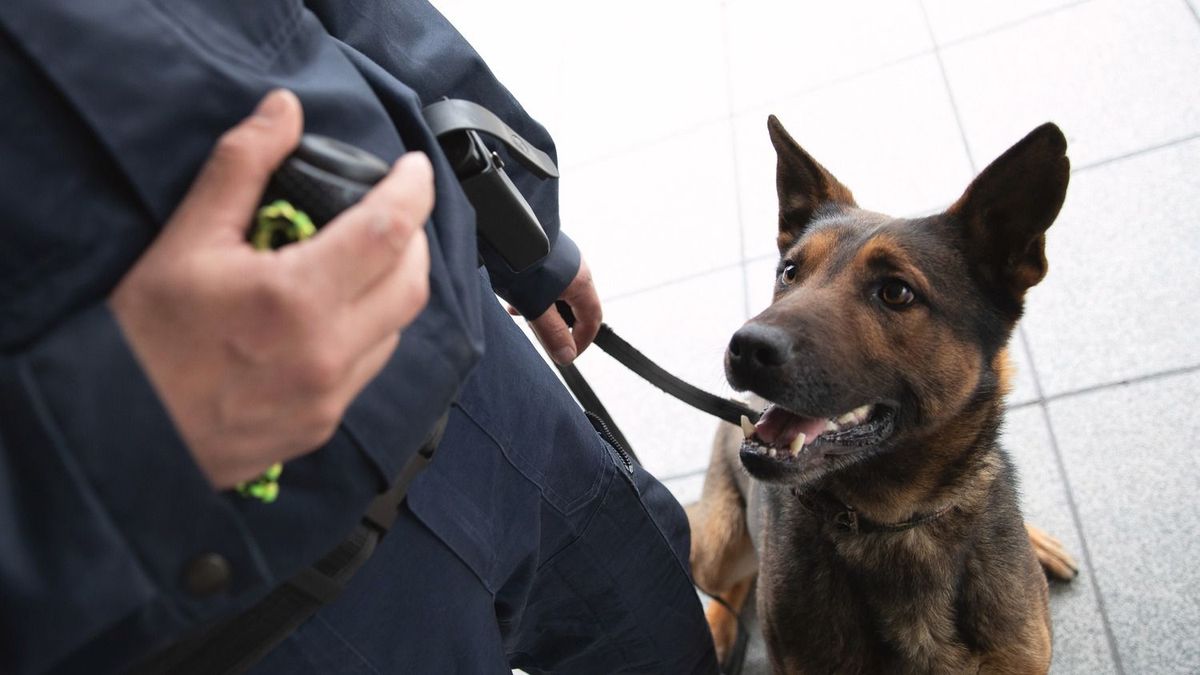 A rendőrség kábítószerkereső kutyákkal érkezett a Füredi útra