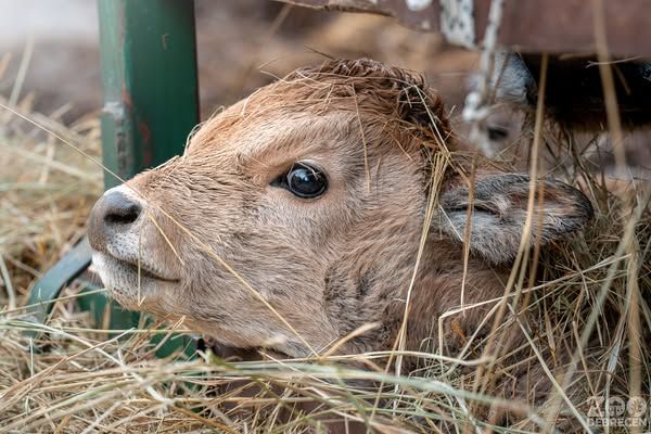 A szürkemarha-borjak vöröses szőrzettel jönnek a világra
