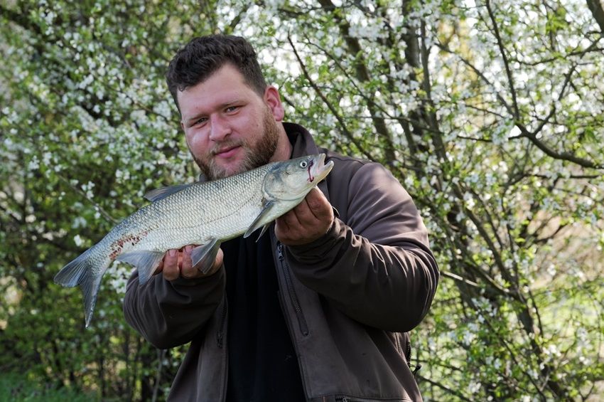A közel 50 centis balint majdnem ketté harapta a hatalmas csuka