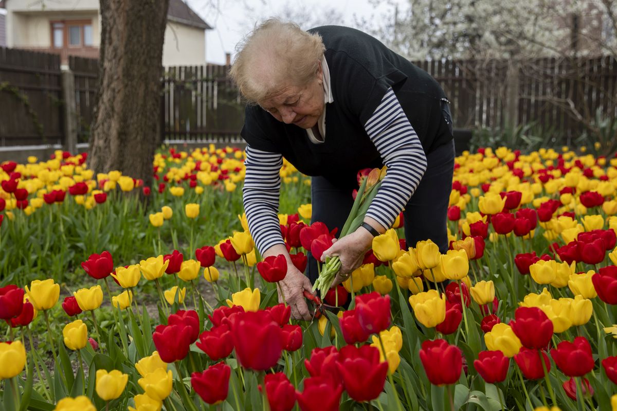 Julika néni szeretettel gondozza tulipános kertjét Balmazújváros haon