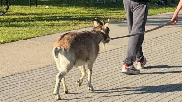 Kecske sétált a Nagyerdőn, sokan rácsodálkoztak a pórázon vezetett háziállatra