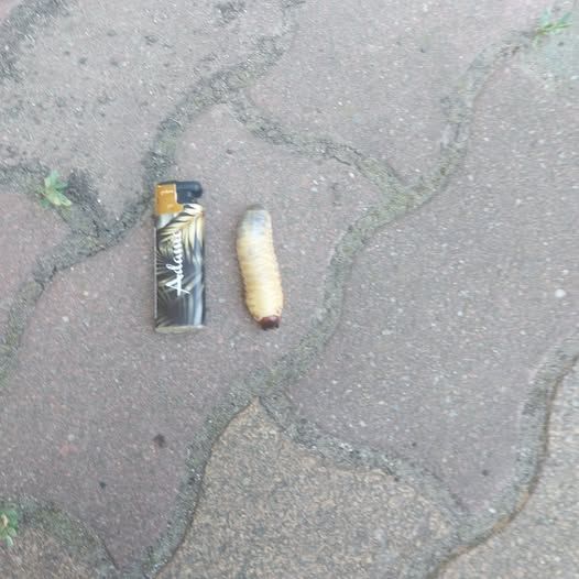 Íme, az öngyújtó méretű lárva Debrecenből!