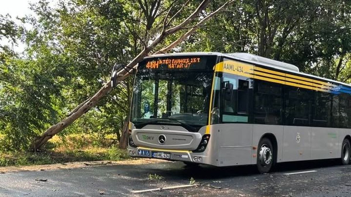 Viharos szél Hajdú-Biharban: fa dőlt az egyik debreceni buszra!