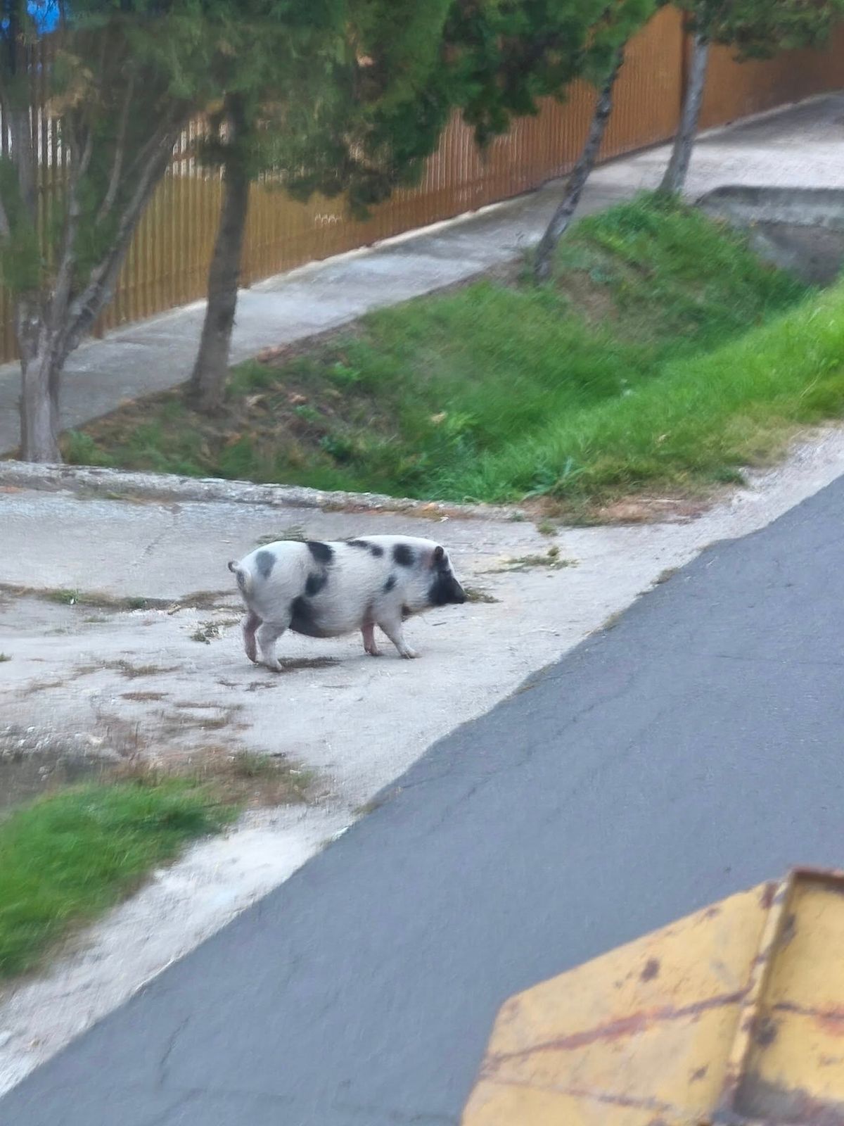 Malacka továbbra is rója a hajdú-bihari utcákat! Fotók az útvonaláról!