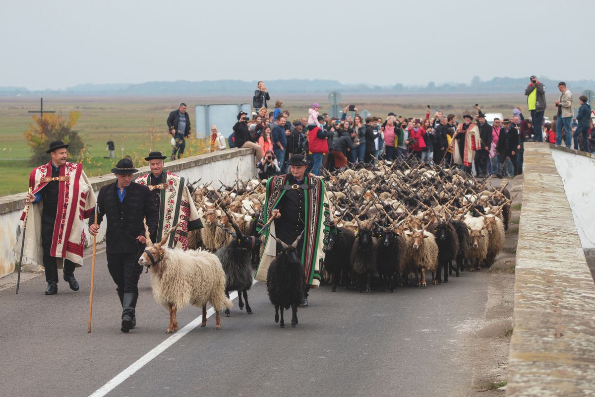 A Szent Dömötör-napi Behajtási Ünnep és Darufesztivál kihagyhatatlan az ingyenes hétvégi programok között Hajdú-Biharban