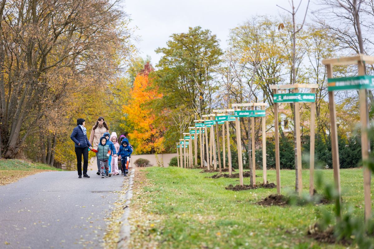 Az elültetett fák javítják a levegő minőségét