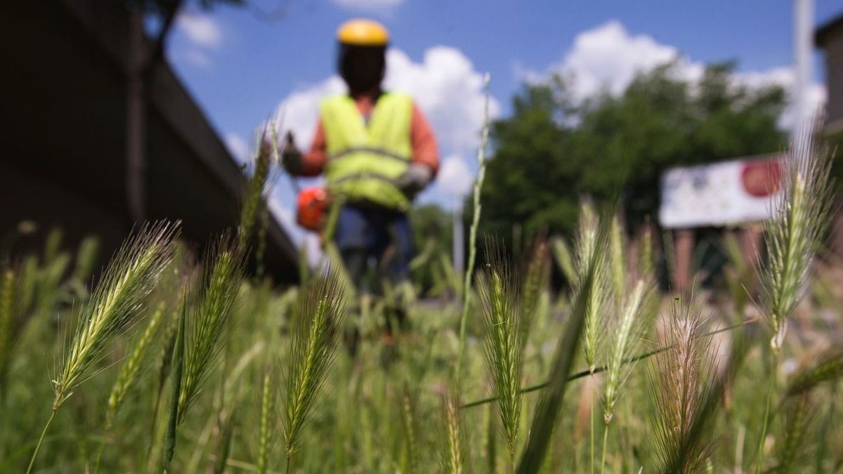 Vágatlan május után jön a kaszálásmentes augusztus Debrecenben? – Tájékoztatást adott ki az önkormányzat