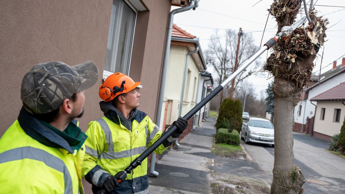 Sokan nem tudják Debrecenben: hiába lógnak a telkedre az ágak, nem vághatod le őket csak úgy