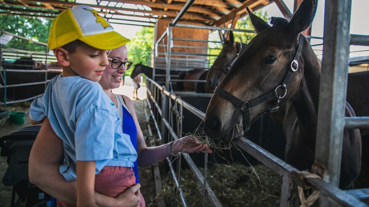 Vásár, állatsimogató és fogatparádé egy helyen: hamarosan indul Hajdú-Bihar leglátványosabb agrárkiállítása