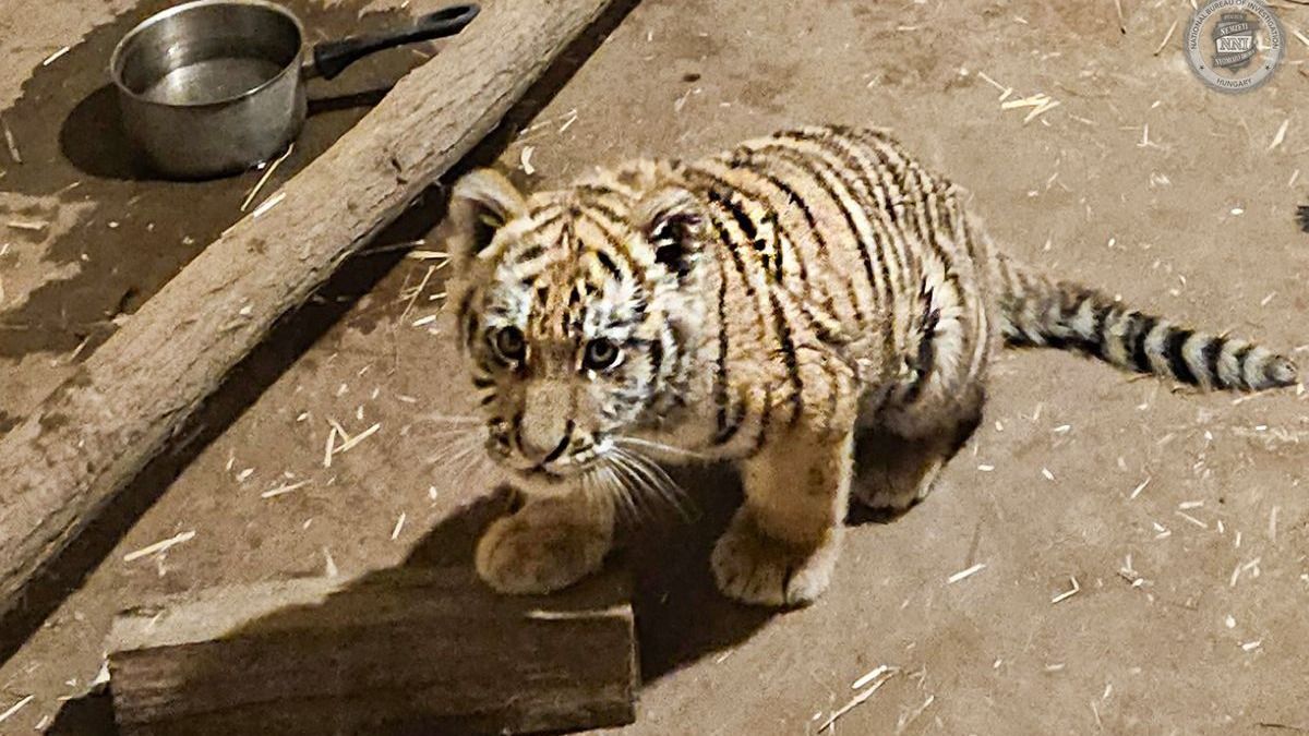 A tiszafüredi Myke Tyson nem váltott: a tigris után most egy másik egzotikus állatot találtak nála
