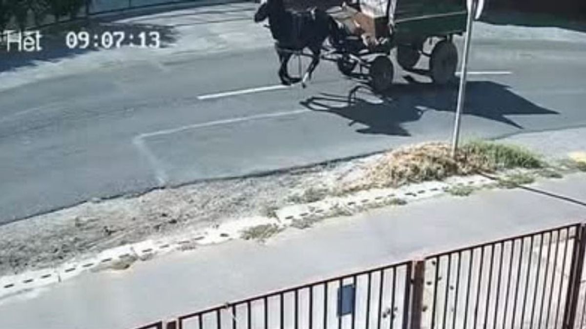 Volt hepaj Debrecenben! Teslával kergették az elszabadult lovaskocsit, videón a szürreális jelenet