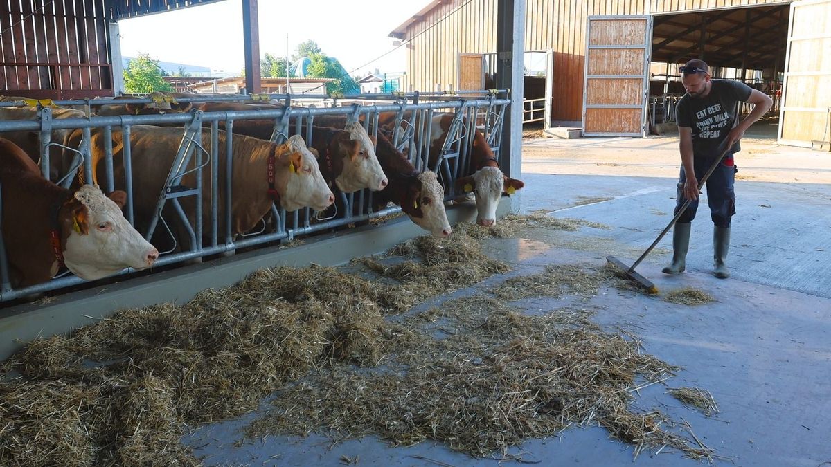 Egekbe szökött a takarmány ára, bajban vannak a gazdák – ennek a boltokban is meglesz a böjtje!